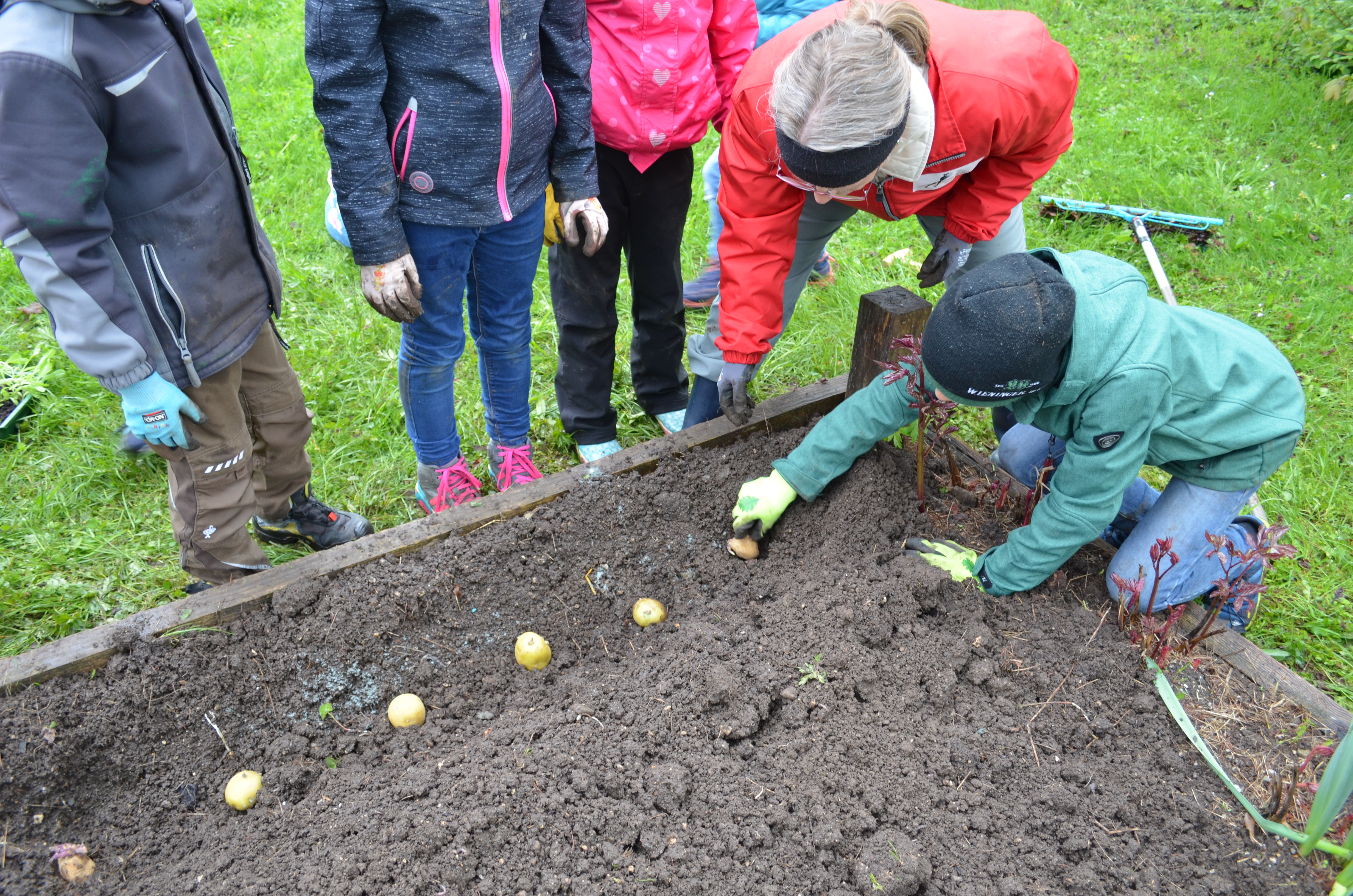 Schnittlauchräuber sind in die Gartensaison 2019 gestartet