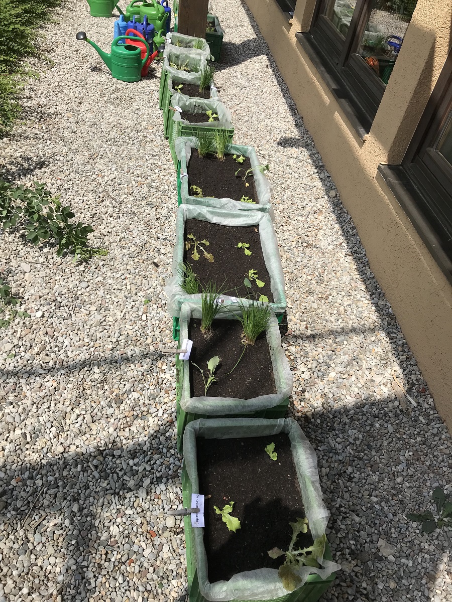 Kooperation mit der Schule beim Projekt Wissen, wie´s wächst und schmeckt