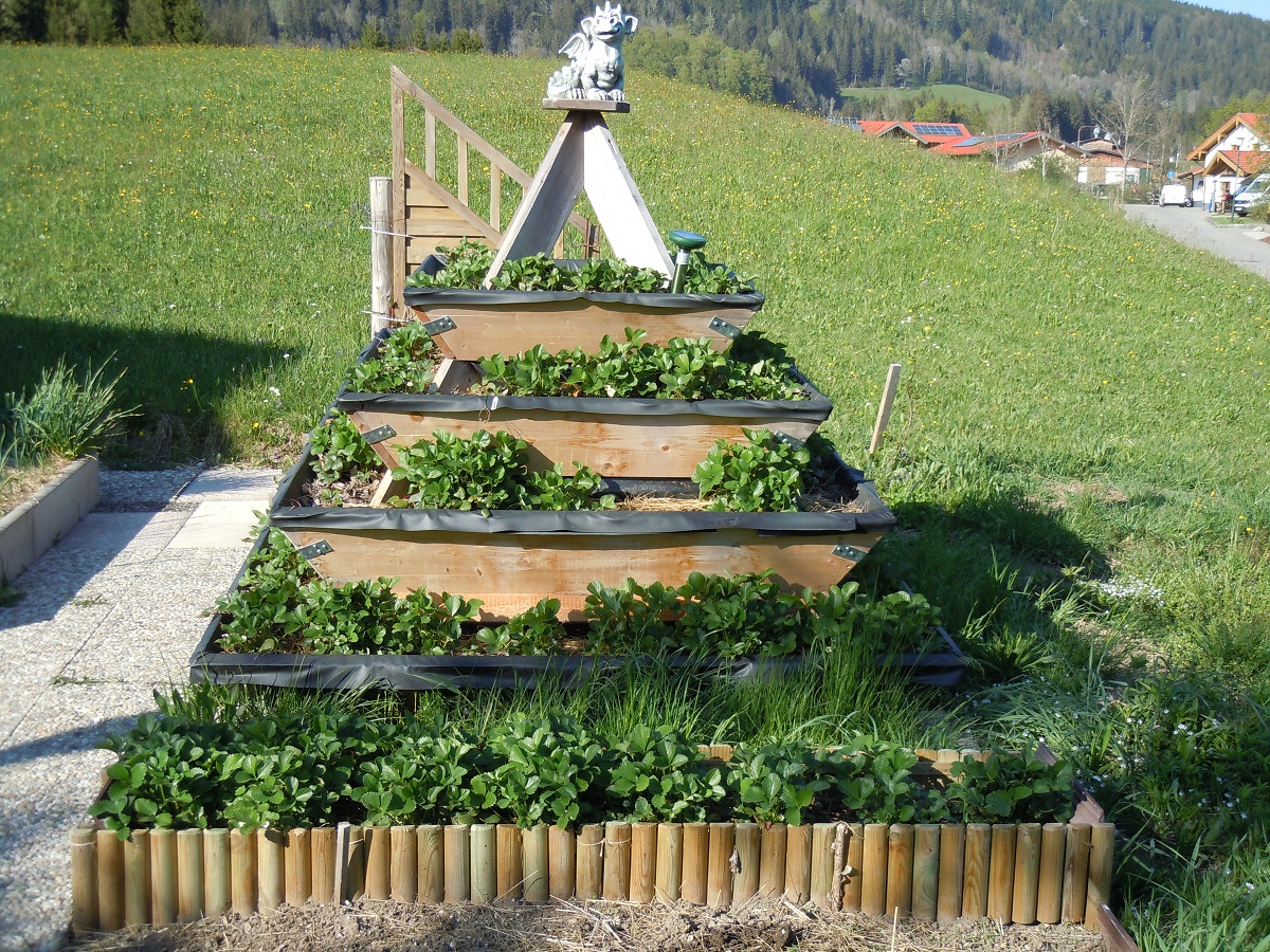 Neue Ideen beim Gartln in Inzell, Hammer und Weißbach Teil 2 – Wo die Erdbeeren (fast) in den Himmel wachsen