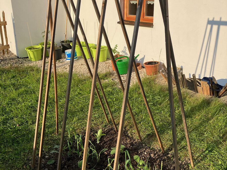 Schön langsam wächst vieles im Gemeinschaftsgarten