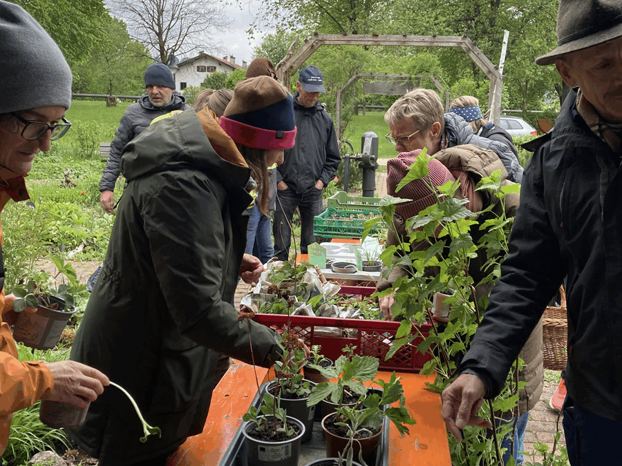 Pflanzlmarkt des Gartenbauvereins