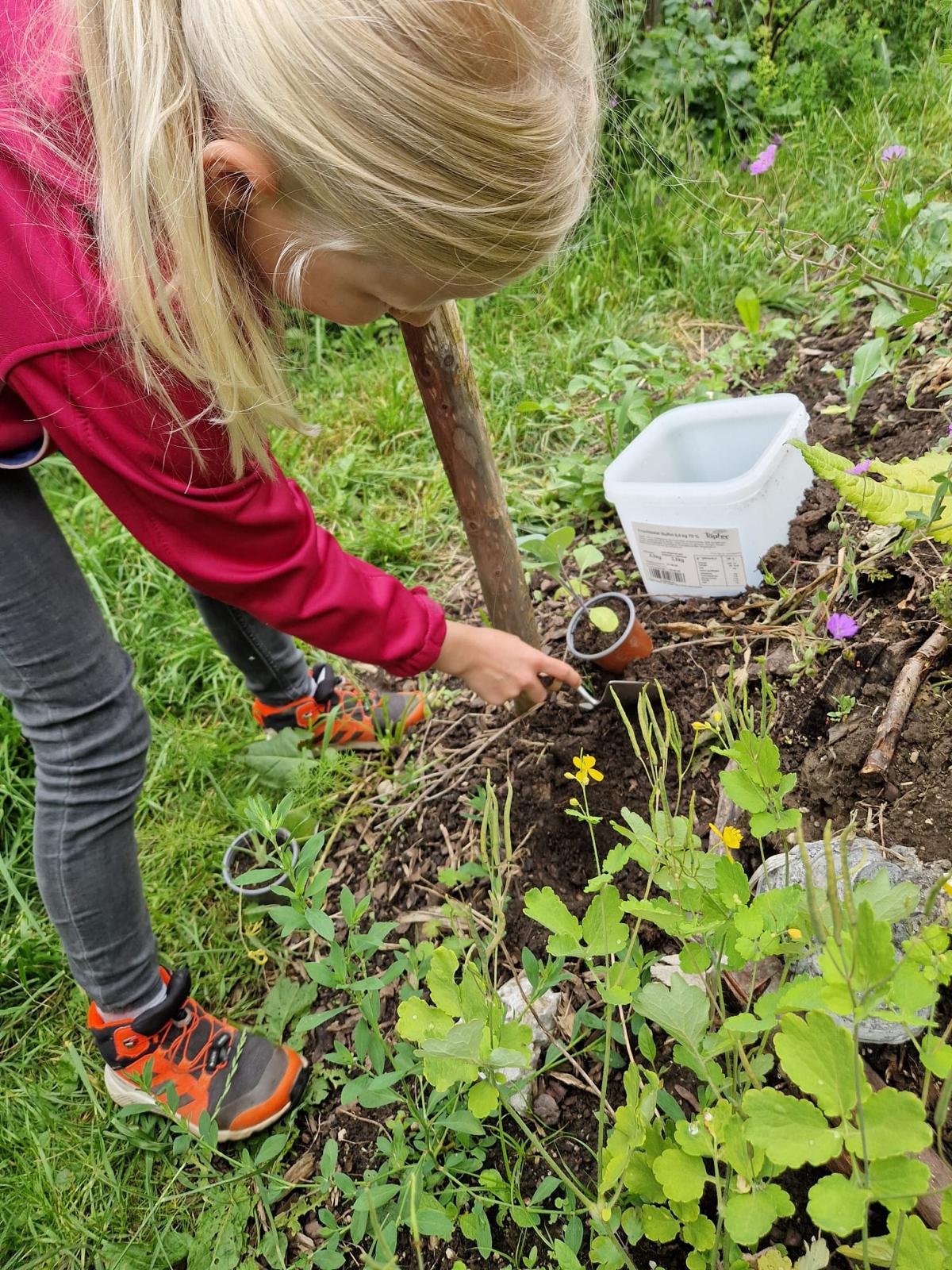 Schnittlauchräuber 26 03 05