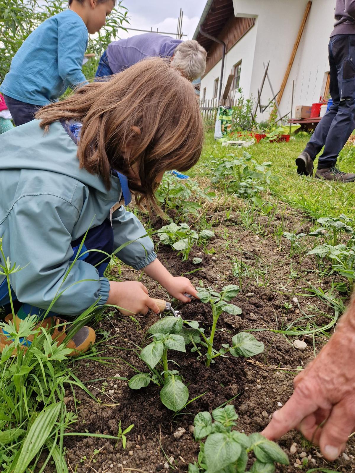 Schnittlauchräuber 26 03 06